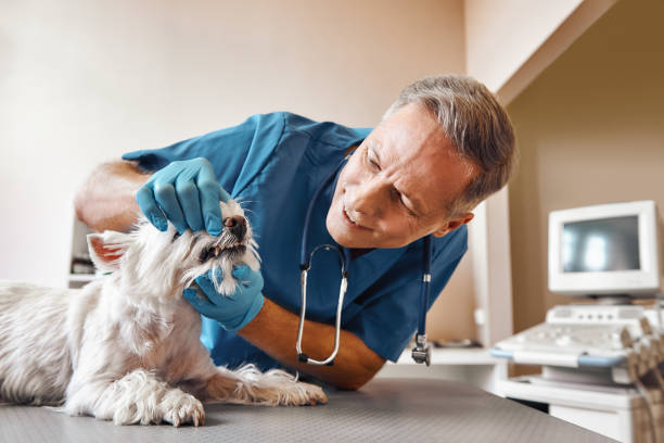 Best Same-Day Emergency Dental Services in Blue Jay, OH
